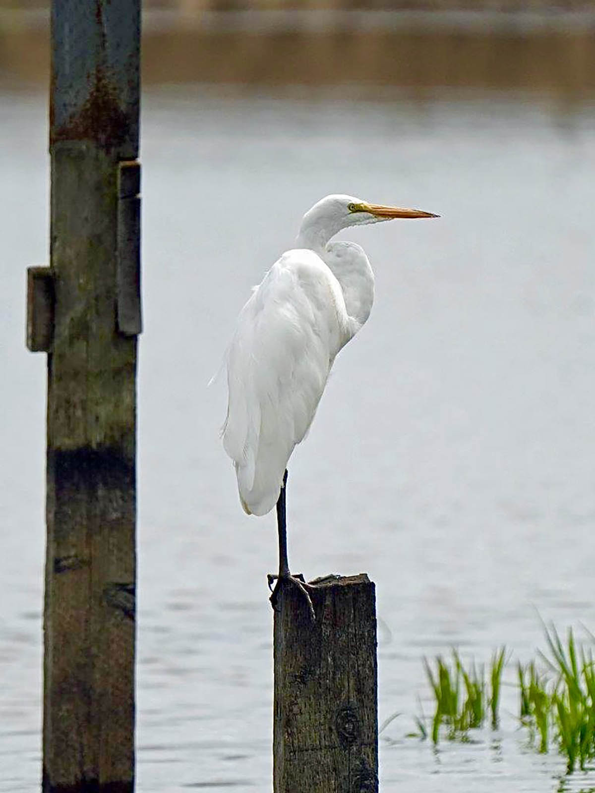 White egret standing on a piling.